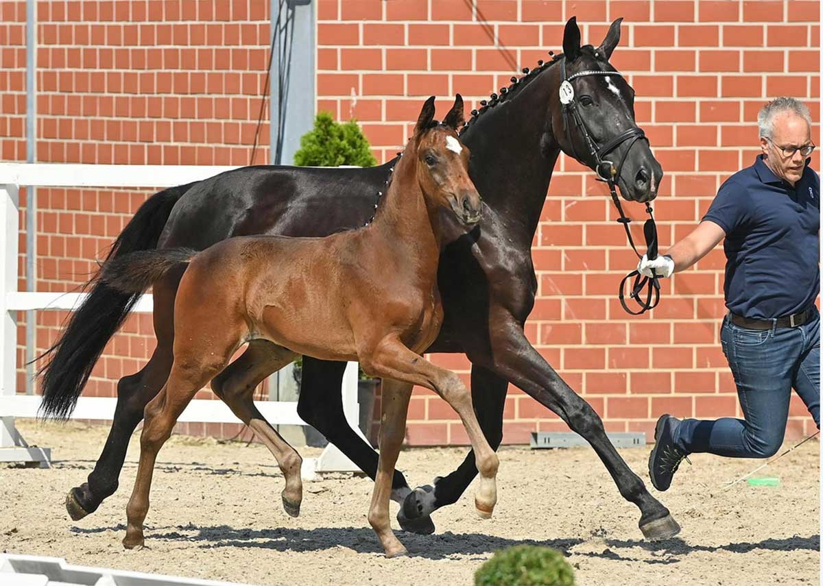 Dynamic føl til følauktion